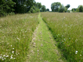 Wildflower Seed Mix for Low Maintenance% 